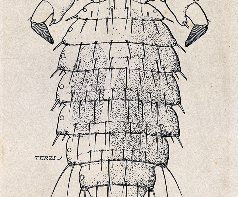 Reading Rats, Lice and History During the 2020 Coronavirus Pandemic…for Pleasure